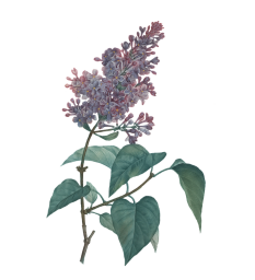 Placeholder photo of some lilac flowers.